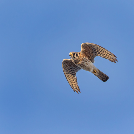 Now that the two young have presumably fledged (I still have yet to see the second fledgling out and about), activity at the Cardozo High parking lot and the surrounding area is less common. I feel fortunate to have witnessed the evolution of such a unique and exciting avian community in the very urban Columbia Heights neighborhood. Over the next two weeks, the fledglings will learn to hunt on their own (with their parents' help), and then the race is on to build strength and endurance for the coming fall migration season. Perhaps the adult pair will return from the tropics next year and breed once more!