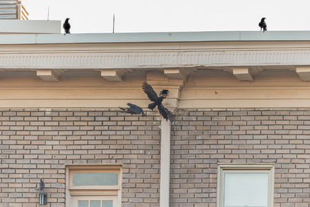 An identical structure to the nesting site can be seen on a different wing of the same condominium farther away. One afternoon, I watched a murder of crows chase the adult male into this structure, and for the next few minutes a few of them watched as two continued to harass the Kestrel inside. 