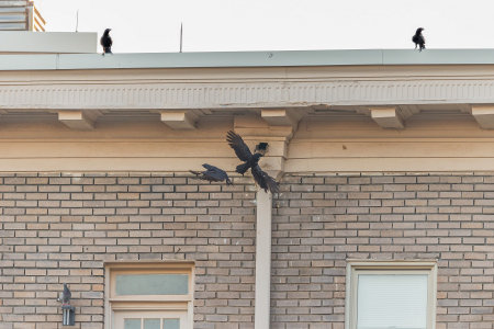 An identical structure to the nesting site can be seen on a different wing of the same condominium farther away. One afternoon, I watched a murder of crows chase the adult male into this structure, and for the next few minutes a few of them watched as two continued to harass the Kestrel inside. 