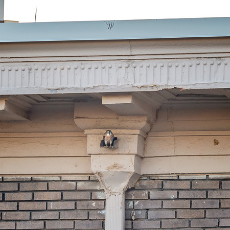 Over the past few weeks, I occasionally saw the adult male roosting in this box alone during the day. Fortunately for him, the crows lost interest after about five minutes, and he was able to emerge unharmed. 