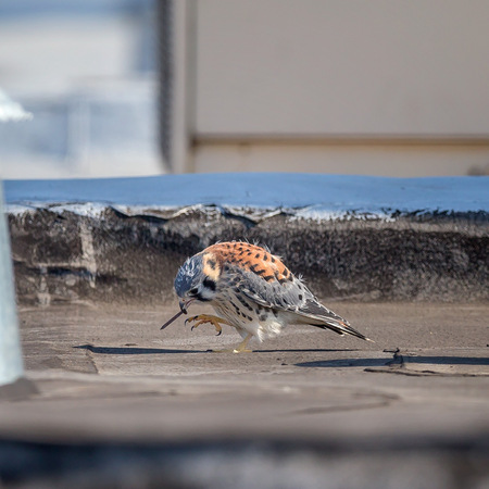 Like a toddler, the juvenile  male Kestrel examines his environment. He studied and played with this nail for over five minutes before he dropped it off the edge of the roof. I am shocked to see "playful" behavior in a raptor species; typically "play" occurs only in social species known for high intelligence. 