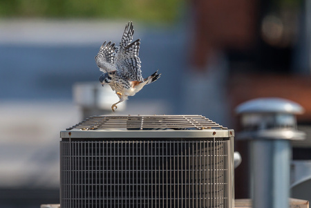 In what I can only describe as "play," the young Kestrel repeatedly jumps into the upward flow of HVAC exhaust, riding the wind much like an indoor skydiving system!