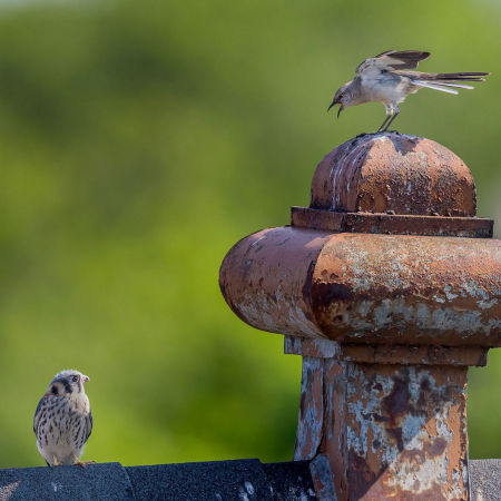 Northern Mockingbird & American Kestrel (Columbia Heights, Washington D.C.)