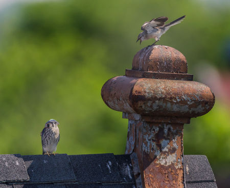 The young Kestrel calmly and curiously watches the Mockingbird "freak out." 