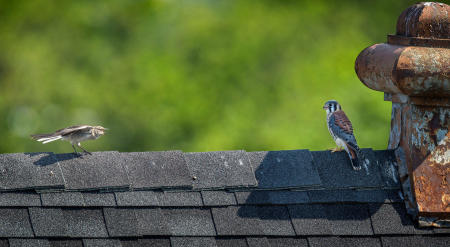 The juvenile male Kestrel has become more confident- he no longer calls to his parents when a Mockingbird is harassing him. 