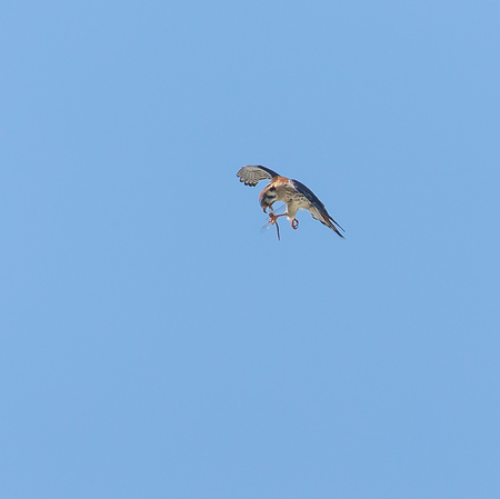 Mid-flight, the adult male Kestrel bites off the head of the dragonfly to kill it.