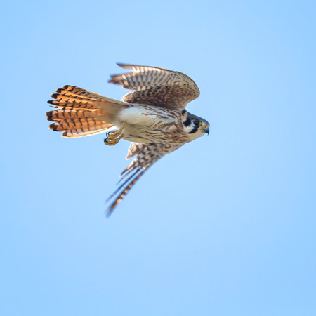 I lucked out with this shot- the adult female flew by me, looking directly at my lens. Awesome!
