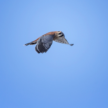 Now that the young Kestrels are adult-sized, the parents (including the adult male, shown) are hunting insects more often than birds and rodents. This is a typical Kestrel hunting posture: the adult male here is hovering with his head completely stationary, in order to lock onto a target prey item below.