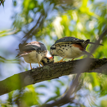 BABY BROTHERS! I finally figured it out: both fledglings did indeed survive. I hadn't realized, that both young were actually male! I was likely seeing both juveniles separately and assumed they were one bird. The brothers hang out together in their favorite tree, mostly waiting for their parents to come in with food. I see so much evidence of affection in these birds; the brothers prefer to sit in close contact, and sometimes I'll see beautiful scenes like this. 