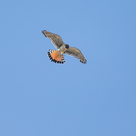 After locking onto a target, a hunting Kestrel will dive in a surprise-attack. I took this shot of the adult male right after he caught a dragonfly.