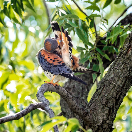 Midday is a great time to see the Kestrels resting, preening, and generally hanging out. High-performance flight requires meticulously-preened feathers! Here the adult male "zips up" the one of his retrices.