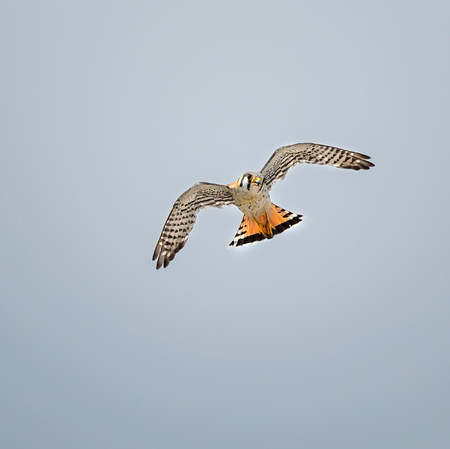 Another lucky one, with the adult male Kestrel this time!