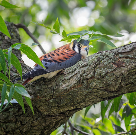 Midday naptime for the Kestrels. Here we see a young male's attempt at camouflage... or a fancy hat!