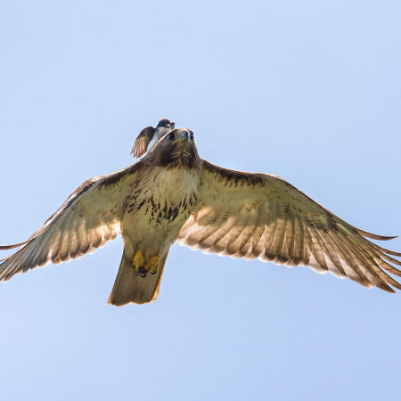 Eastern Kingbirds, songbirds in the flycatcher family, have been known to be extremely aggressive toward Red-tailed Hawks. The Kingbirds' normally hidden red "crown" is exposed when the bird is agitated.