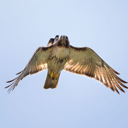 The Kingbird will literally cling onto the back of a flying hawk...