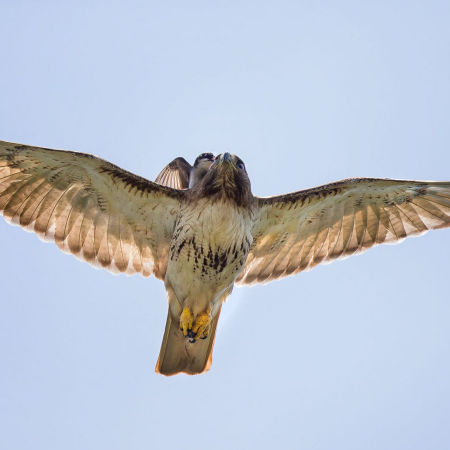 ...and peck viciously at the hawk's head and neck.