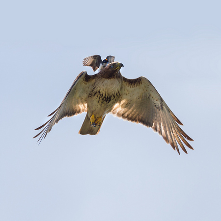 The Red-tail keeps one eyelid shut as it desperately tries to shake off the aggressive and persistent Kingbird!