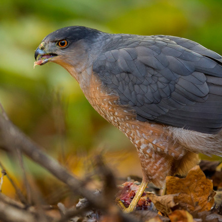 An adult Cooper's Hawk tears a bit of meat from its prey.

District of Columbia
October 2014