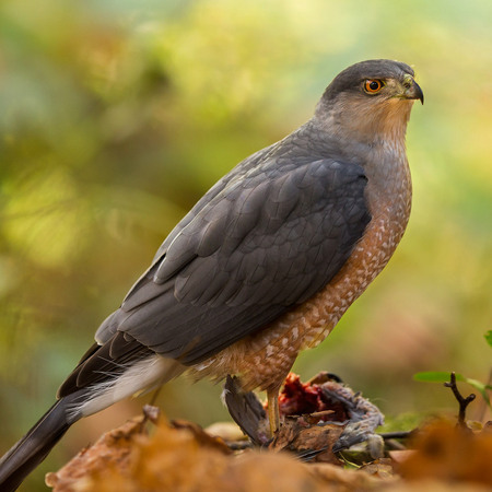 Cooper's Hawk, Rock Creek Park, DC