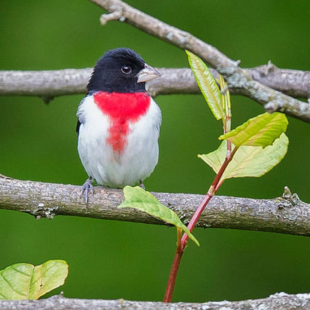 Rose-breasted Grosbeak, male.

District of Columbia 
Rock Creek Park "Maintenance Yard"

May 2015