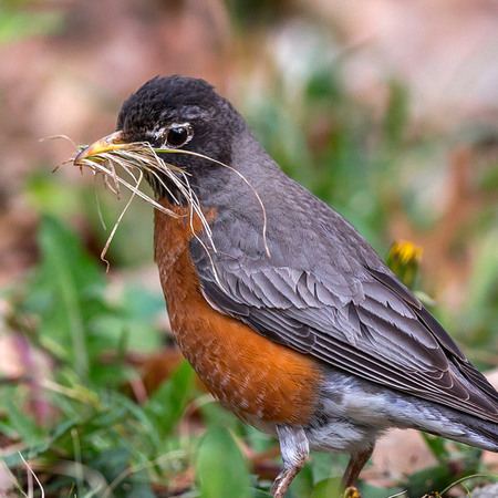 While female American Robins are in charge of nest construction, the male (shown) will help by collecting nesting material.

District of Columbia 
Rock Creek Park "Maintenance Yard"

May 2015