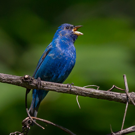 A male Indigo Bunting sings his little heart out.

District of Columbia 
Rock Creek Park "Maintenance Yard"

May 2015