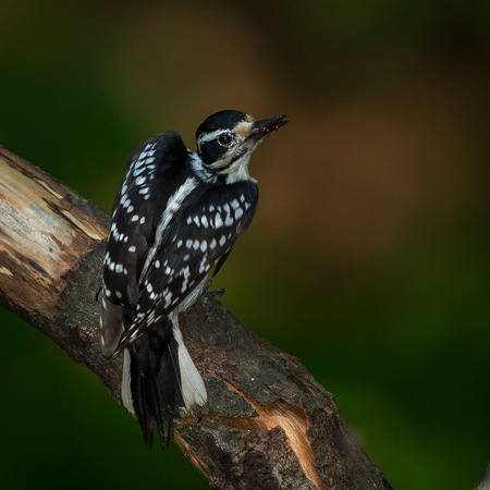 The female Hairy Woodpecker prepares to jump toward the tree cavity and check on her nestlings.

District of Columbia 
Rock Creek Park "Maintenance Yard"

May 2015