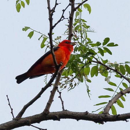 A male Scarlet Tanager sings from the top of a black locust tree.

District of Columbia 
Rock Creek Park "Maintenance Yard"

May 2015