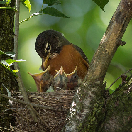 A male American Robin checks in on his three nestlings.

District of Columbia 
Rock Creek Park "Maintenance Yard"

May 2015