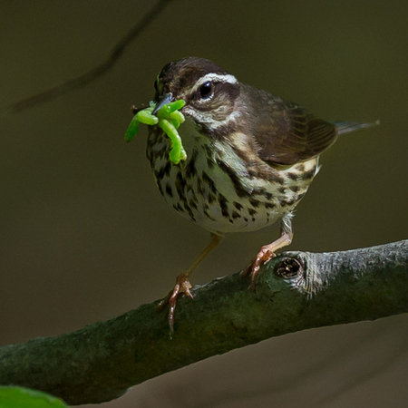 Louisiana Waterthrush, with a meal for nestlings

District of Columbia 
Rock Creek Park "Maintenance Yard"

May 2015