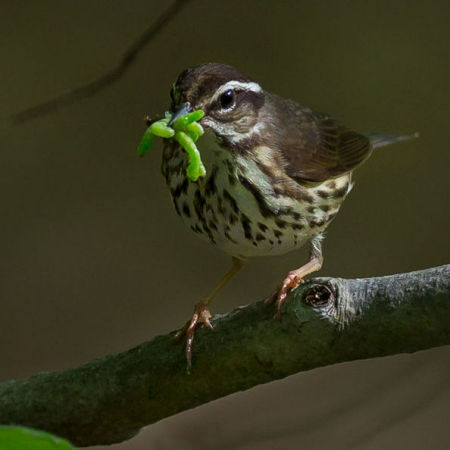 Louisiana Waterthrush

Rock Creek Park, Washington DC