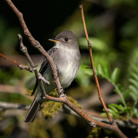 Eastern Wood Pewee

District of Columbia 
Rock Creek Park "Maintenance Yard"

May 2015