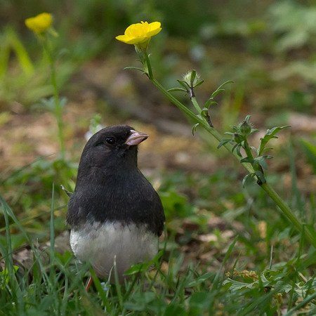 I found this single Dark-eyed Junco foraging around the parking lot on 6-May - that's pretty late in the season for them!

District of Columbia 
Rock Creek Park "Maintenance Yard"

May 2015