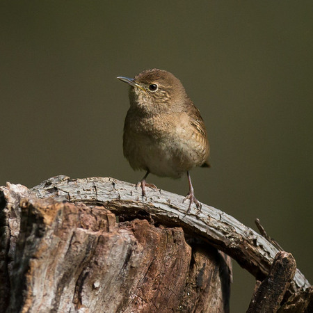 House Wren

District of Columbia 
Rock Creek Park "Maintenance Yard"

May 2015