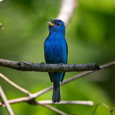 A male Indigo Bunting sings in the early morning hours

District of Columbia 
Rock Creek Park "Maintenance Yard"

May 2015