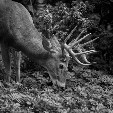 Browsing Buck (White-tailed Deer, Crestwood, District of Columbia)