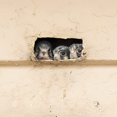 The pair of American Kestrels returned from the tropics earlier this Spring to breed in Coumbia Heights once again! This year they've raised three beautiful young- two males and a female - in the   same nesting cavity they used last year.

District of Columbia, 2015