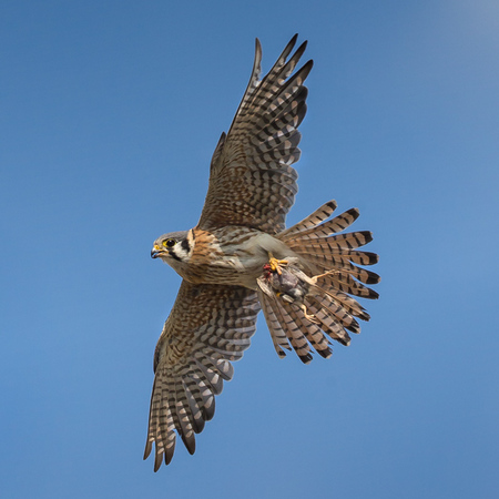 Evading the aggressive Common Grackle, the adult American Kestrel clutches a decapitated and plucked House Sparrow