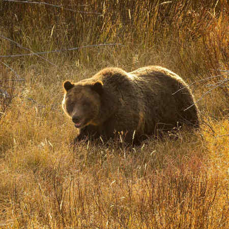 Grizzly Bear