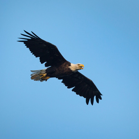 An adult Bald Eagle vocalizes