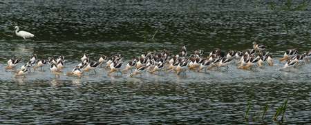 American Avocets foraging together