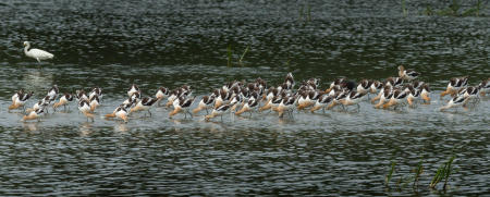 American Avocets foraging together