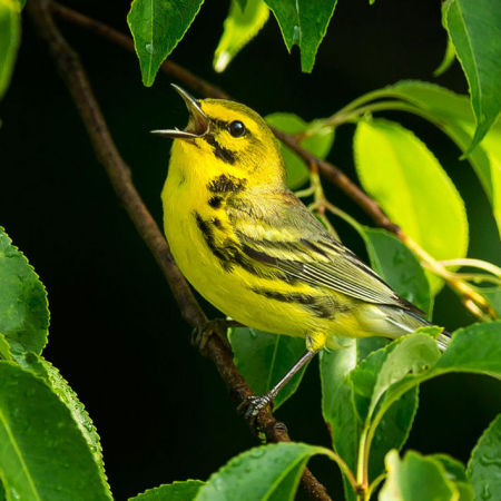 Prairie Warbler

Manassas National Battlefield Park, Virginia