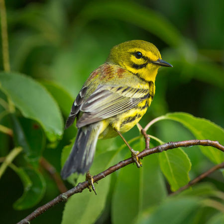 Prairie Warbler

Manassas National Battlefield Park, Virginia