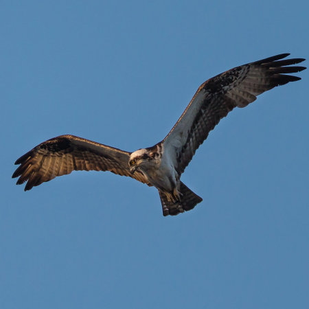 An Osprey hunts for fish in the pond below

Huntley Meadows Regional Park (Alexandria, VA)