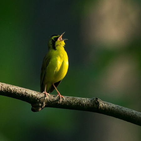 Kentucky Warbler

G R Thompson State Wildlife Management Area, Virginia