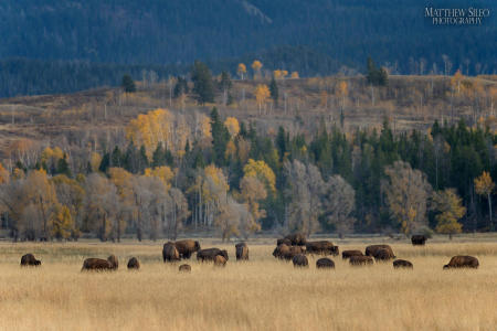 Bison Herd